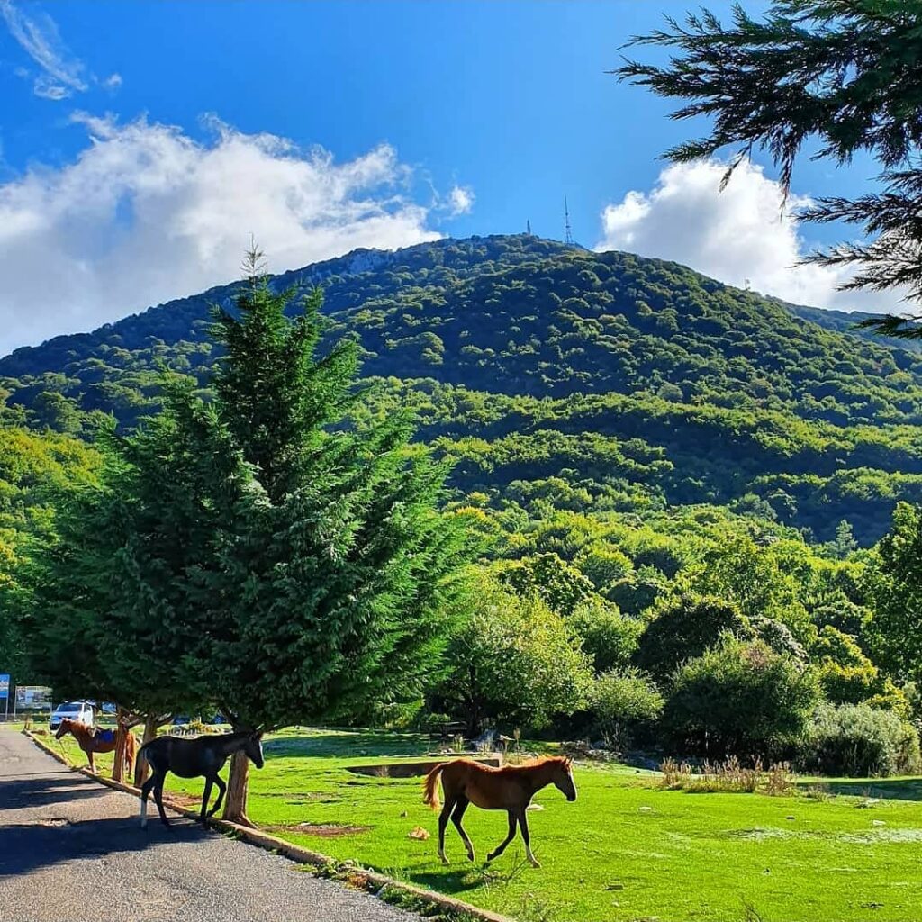 horses, green grass and peace among the pines with fresh air in the Dajt park